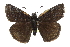  ( - CCDB-28974-D04)  @14 [ ] CreativeCommons - Attribution (2016) CBG Photography Group Centre for Biodiversity Genomics