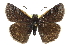  ( - CCDB-28974-D05)  @15 [ ] CreativeCommons - Attribution (2016) CBG Photography Group Centre for Biodiversity Genomics
