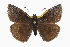  (Erynnis brizo - CCDB-28974-D07)  @15 [ ] CreativeCommons - Attribution (2016) CBG Photography Group Centre for Biodiversity Genomics