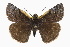  ( - CCDB-28974-D09)  @15 [ ] CreativeCommons - Attribution (2016) CBG Photography Group Centre for Biodiversity Genomics