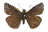  ( - CCDB-28974-D10)  @15 [ ] CreativeCommons - Attribution (2016) CBG Photography Group Centre for Biodiversity Genomics