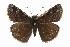  ( - CCDB-28974-D11)  @14 [ ] CreativeCommons - Attribution (2016) CBG Photography Group Centre for Biodiversity Genomics