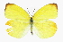  (Pyrisitia dina - CCDB-28974-F02)  @14 [ ] CreativeCommons - Attribution (2016) CBG Photography Group Centre for Biodiversity Genomics