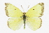  (Colias harfordii - CCDB-28974-H02)  @13 [ ] CreativeCommons - Attribution (2016) CBG Photography Group Centre for Biodiversity Genomics