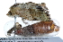  ( - CCDB-28975-A12)  @11 [ ] CreativeCommons - Attribution (2015) CBG Photography Group Centre for Biodiversity Genomics