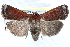 ( - CCDB-28975-B03)  @14 [ ] CreativeCommons - Attribution (2015) CBG Photography Group Centre for Biodiversity Genomics