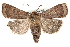  ( - CCDB-28975-B04)  @12 [ ] CreativeCommons - Attribution (2015) CBG Photography Group Centre for Biodiversity Genomics