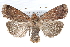  (Abagrotis cupida - CCDB-28975-B06)  @14 [ ] CreativeCommons - Attribution (2015) CBG Photography Group Centre for Biodiversity Genomics