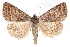  ( - CCDB-28975-B08)  @14 [ ] CreativeCommons - Attribution (2015) CBG Photography Group Centre for Biodiversity Genomics