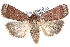  ( - CCDB-28975-D12)  @14 [ ] CreativeCommons - Attribution (2015) CBG Photography Group Centre for Biodiversity Genomics