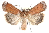  ( - CCDB-28975-E01)  @14 [ ] CreativeCommons - Attribution (2015) CBG Photography Group Centre for Biodiversity Genomics