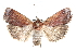  ( - CCDB-28975-E02)  @14 [ ] CreativeCommons - Attribution (2015) CBG Photography Group Centre for Biodiversity Genomics