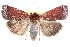  ( - CCDB-28975-E03)  @14 [ ] CreativeCommons - Attribution (2015) CBG Photography Group Centre for Biodiversity Genomics
