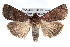  (Abagrotis reedi - CCDB-28975-E06)  @15 [ ] CreativeCommons - Attribution (2015) CBG Photography Group Centre for Biodiversity Genomics