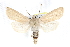  ( - CCDB-28975-E12)  @14 [ ] CreativeCommons - Attribution (2015) CBG Photography Group Centre for Biodiversity Genomics