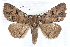  (Zale curema - CCDB-28975-F08)  @15 [ ] CreativeCommons - Attribution (2015) CBG Photography Group Centre for Biodiversity Genomics