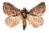  ( - CCDB-28975-G06)  @11 [ ] CreativeCommons - Attribution (2015) CBG Photography Group Centre for Biodiversity Genomics