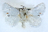  ( - CCDB-28975-H05)  @11 [ ] CreativeCommons - Attribution (2015) CBG Photography Group Centre for Biodiversity Genomics