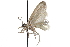  ( - CCDB-28993-A05)  @11 [ ] CreativeCommons - Attribution (2016) CBG Photography Group Centre for Biodiversity Genomics