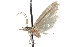  ( - CCDB-28993-A06)  @11 [ ] CreativeCommons - Attribution (2016) CBG Photography Group Centre for Biodiversity Genomics