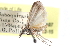  ( - CCDB-28993-A07)  @11 [ ] CreativeCommons - Attribution (2016) CBG Photography Group Centre for Biodiversity Genomics