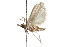  ( - CCDB-28993-A08)  @11 [ ] CreativeCommons - Attribution (2016) CBG Photography Group Centre for Biodiversity Genomics