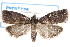  ( - CCDB-28993-A09)  @13 [ ] CreativeCommons - Attribution (2016) CBG Photography Group Centre for Biodiversity Genomics