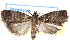  ( - CCDB-28993-A10)  @13 [ ] CreativeCommons - Attribution (2016) CBG Photography Group Centre for Biodiversity Genomics
