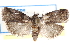  ( - CCDB-28993-A11)  @13 [ ] CreativeCommons - Attribution (2016) CBG Photography Group Centre for Biodiversity Genomics