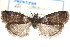  ( - CCDB-28993-B01)  @11 [ ] CreativeCommons - Attribution (2016) CBG Photography Group Centre for Biodiversity Genomics