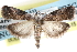  (Acrobasis - CCDB-28993-D02)  @15 [ ] CreativeCommons - Attribution (2016) CBG Photography Group Centre for Biodiversity Genomics