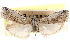  ( - CCDB-28993-F12)  @11 [ ] CreativeCommons - Attribution (2016) CBG Photography Group Centre for Biodiversity Genomics