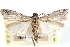 ( - CCDB-28993-G01)  @11 [ ] CreativeCommons - Attribution (2016) CBG Photography Group Centre for Biodiversity Genomics