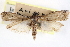  ( - CCDB-28993-G02)  @11 [ ] CreativeCommons - Attribution (2016) CBG Photography Group Centre for Biodiversity Genomics