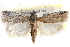  ( - CCDB-28993-G03)  @11 [ ] CreativeCommons - Attribution (2016) CBG Photography Group Centre for Biodiversity Genomics