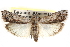  ( - CCDB-28993-G12)  @11 [ ] CreativeCommons - Attribution (2016) CBG Photography Group Centre for Biodiversity Genomics