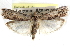  ( - CCDB-28993-H02)  @11 [ ] CreativeCommons - Attribution (2016) CBG Photography Group Centre for Biodiversity Genomics