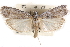  ( - CCDB-28993-H06)  @15 [ ] CreativeCommons - Attribution (2016) CBG Photography Group Centre for Biodiversity Genomics