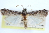  ( - CCDB-28994-A02)  @11 [ ] CreativeCommons - Attribution (2016) CBG Photography Group Centre for Biodiversity Genomics