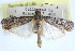  ( - CCDB-28994-A03)  @11 [ ] CreativeCommons - Attribution (2016) CBG Photography Group Centre for Biodiversity Genomics