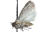  ( - CCDB-28994-A05)  @11 [ ] CreativeCommons - Attribution (2016) CBG Photography Group Centre for Biodiversity Genomics