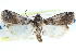  ( - CCDB-28994-A06)  @11 [ ] CreativeCommons - Attribution (2016) CBG Photography Group Centre for Biodiversity Genomics
