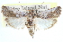  ( - CCDB-28994-A09)  @11 [ ] CreativeCommons - Attribution (2016) CBG Photography Group Centre for Biodiversity Genomics