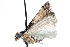  ( - CCDB-28994-B01)  @11 [ ] CreativeCommons - Attribution (2016) CBG Photography Group Centre for Biodiversity Genomics