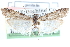  ( - CCDB-28994-B04)  @11 [ ] CreativeCommons - Attribution (2016) CBG Photography Group Centre for Biodiversity Genomics