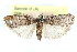  ( - CCDB-28994-C10)  @11 [ ] CreativeCommons - Attribution (2016) CBG Photography Group Centre for Biodiversity Genomics