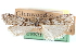  ( - CCDB-28994-C11)  @11 [ ] CreativeCommons - Attribution (2016) CBG Photography Group Centre for Biodiversity Genomics