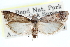  ( - CCDB-28994-D06)  @11 [ ] CreativeCommons - Attribution (2016) CBG Photography Group Centre for Biodiversity Genomics