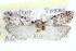 ( - CCDB-28994-D07)  @11 [ ] CreativeCommons - Attribution (2016) CBG Photography Group Centre for Biodiversity Genomics