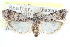  ( - CCDB-28994-D08)  @11 [ ] CreativeCommons - Attribution (2016) CBG Photography Group Centre for Biodiversity Genomics
